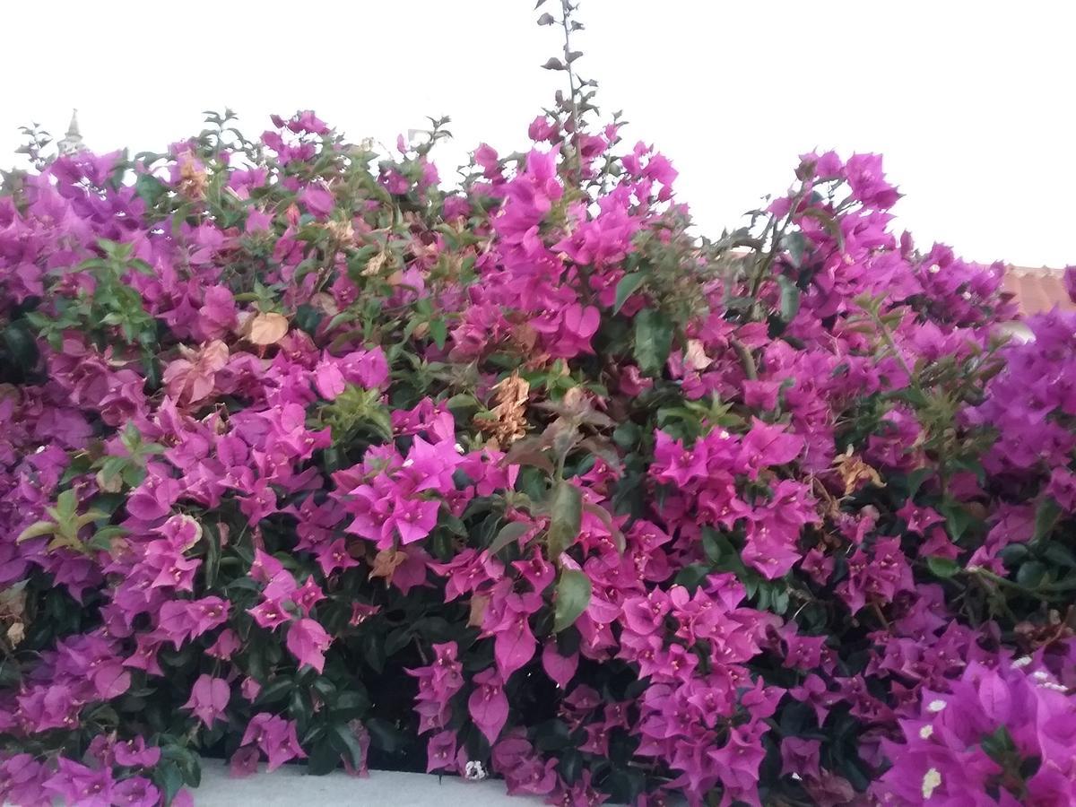 Casa Cereja 'Adults Only' Bed & Breakfast Albufeira Eksteriør bilde